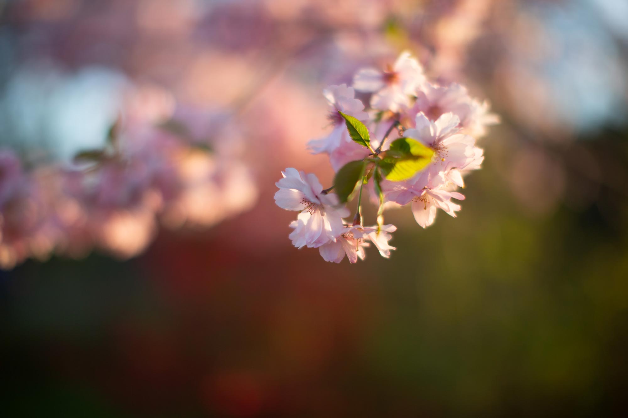 Träd med rosa blommande grenar