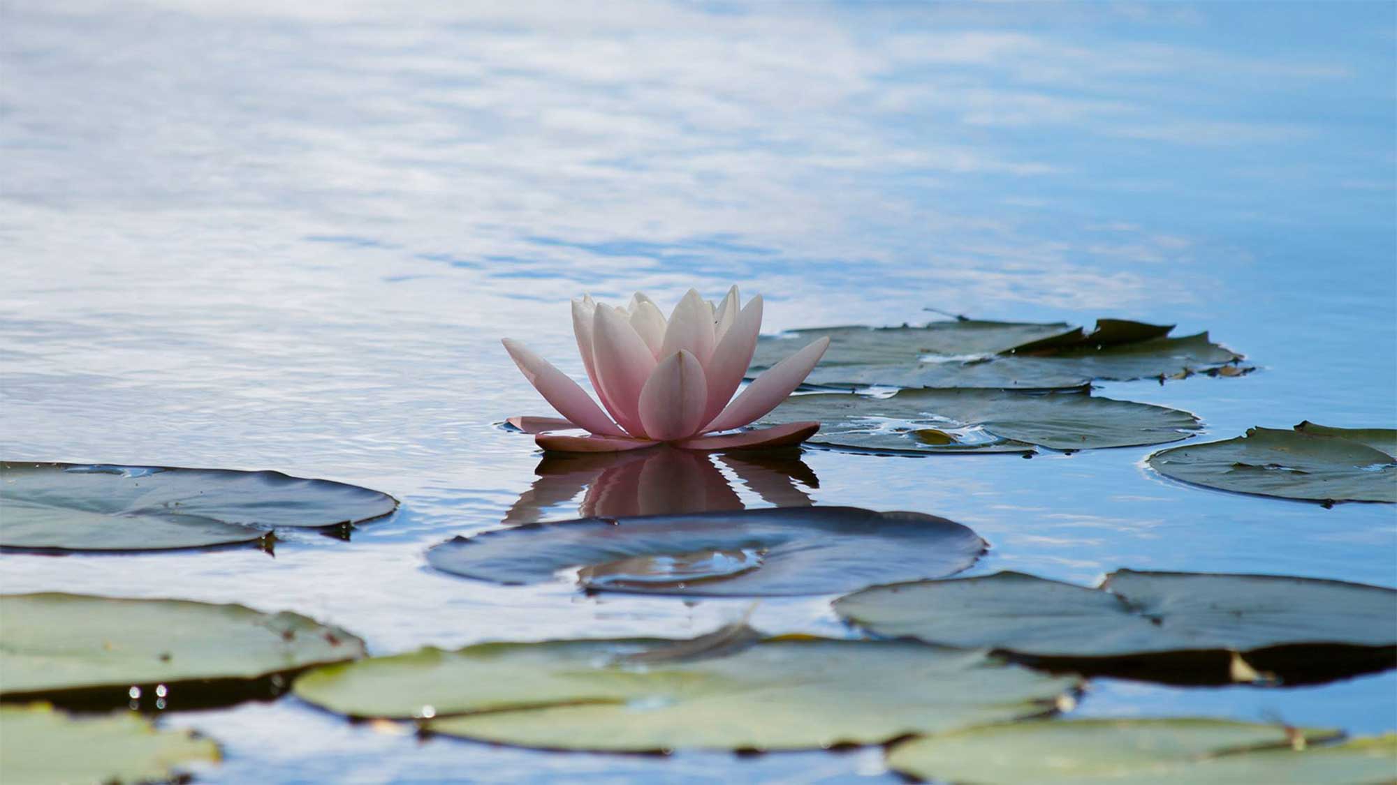 En lotus blomma i vattnet